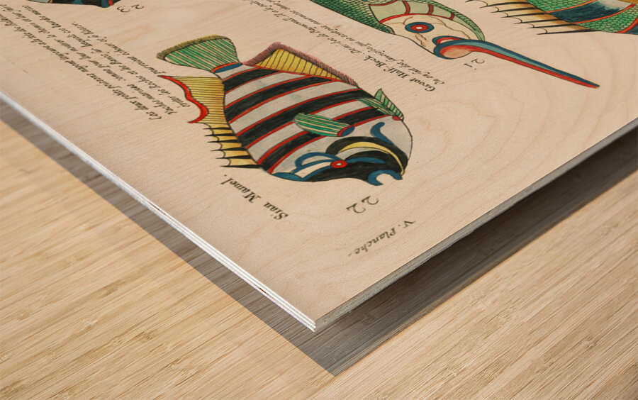 Colourful and surreal illustrations of fishes found in Moluccas Indonesia and the East Indies by Louis Renard 1678 -1746 from Histoire naturelle des plus rares curiositez de la mer des Indes 1754. Wood print