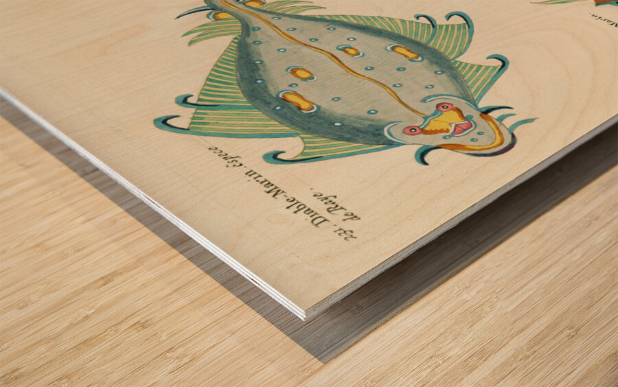 Colourful and surreal illustrations of fishes found in Moluccas Indonesia and the East Indies by Louis Renard 1678 -1746 from Histoire naturelle des plus rares curiositez de la mer des Indes 1754. Wood print