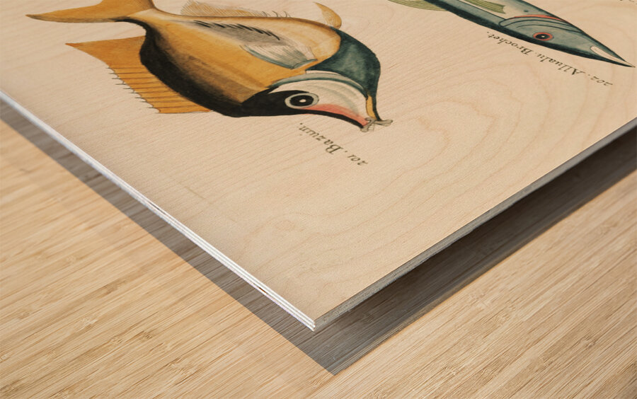 Colourful and surreal illustrations of fishes found in Moluccas Indonesia and the East Indies by Louis Renard 1678 -1746 from Histoire naturelle des plus rares curiositez de la mer des Indes 1754. Wood print