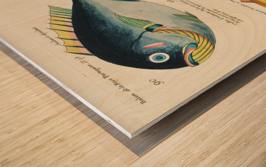 Colourful and surreal illustrations of fishes found in Moluccas Indonesia and the East Indies by Louis Renard 1678 -1746 from Histoire naturelle des plus rares curiositez de la mer des Indes 1754. Wood print