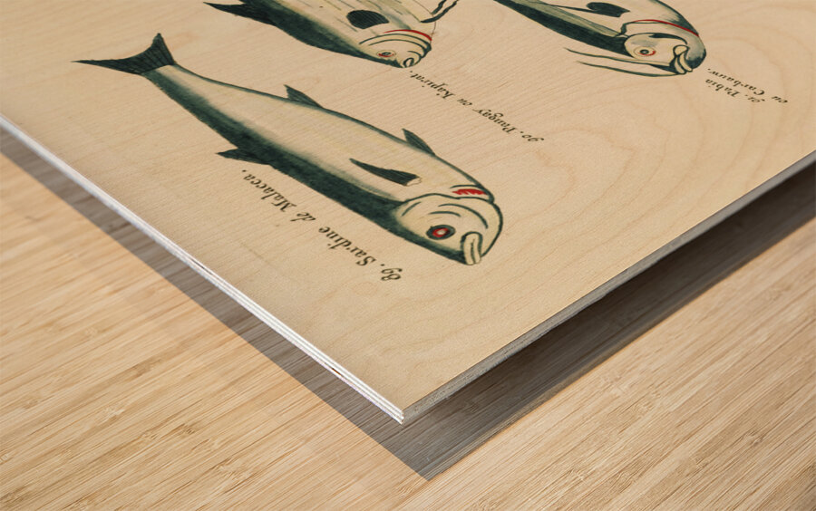 Colourful and surreal illustrations of fishes found in Moluccas Indonesia and the East Indies by Louis Renard 1678 -1746 from Histoire naturelle des plus rares curiositez de la mer des Indes 1754. Wood print