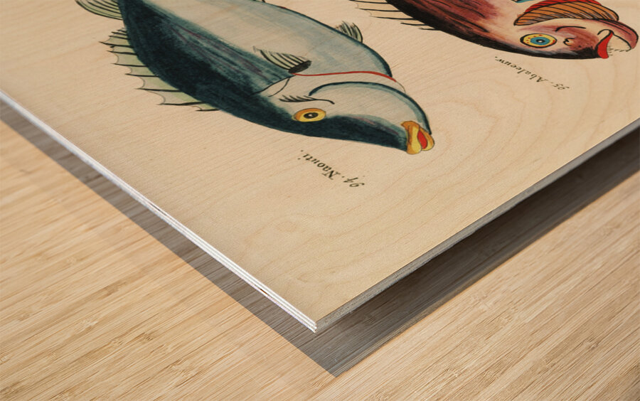 Colourful and surreal illustrations of fishes found in Moluccas Indonesia and the East Indies by Louis Renard 1678 -1746 from Histoire naturelle des plus rares curiositez de la mer des Indes 1754. Wood print