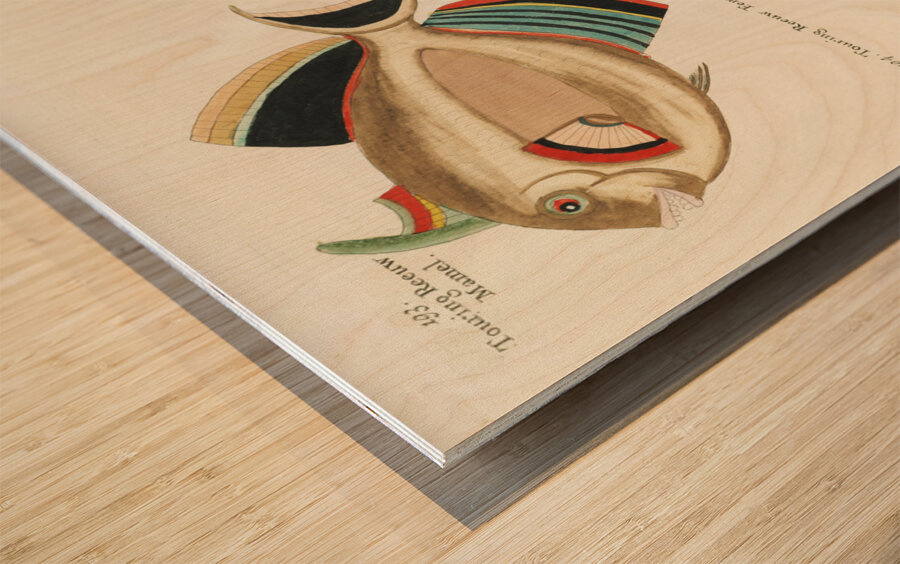 Colourful and surreal illustrations of fishes found in Moluccas Indonesia and the East Indies by Louis Renard 1678 -1746 from Histoire naturelle des plus rares curiositez de la mer des Indes 1754. Wood print