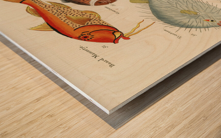 Colourful and surreal illustrations of fishes found in Moluccas Indonesia and the East Indies by Louis Renard 1678 -1746 from Histoire naturelle des plus rares curiositez de la mer des Indes 1754. Wood print