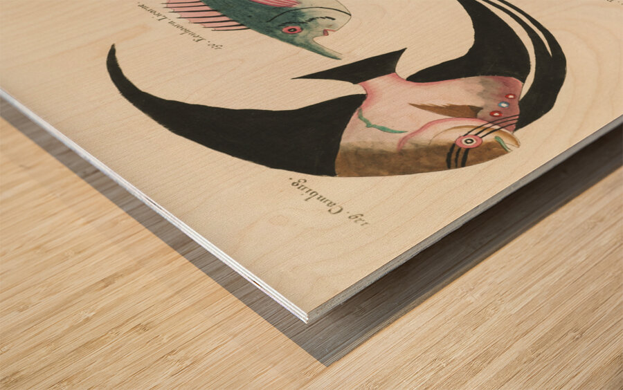 Colourful and surreal illustrations of fishes found in Moluccas Indonesia and the East Indies by Louis Renard 1678 -1746 from Histoire naturelle des plus rares curiositez de la mer des Indes 1754. Wood print