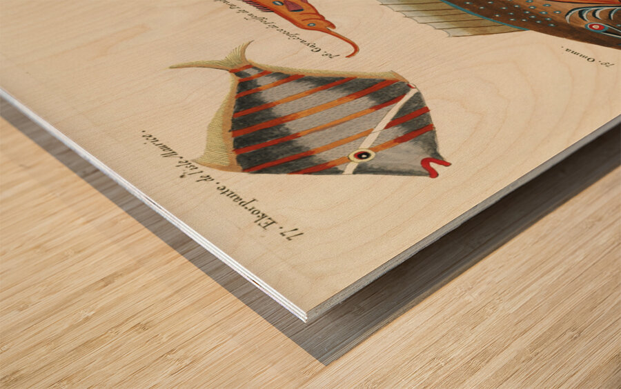 Colourful and surreal illustrations of fishes found in Moluccas Indonesia and the East Indies by Louis Renard 1678 -1746 from Histoire naturelle des plus rares curiositez de la mer des Indes 1754. Wood print