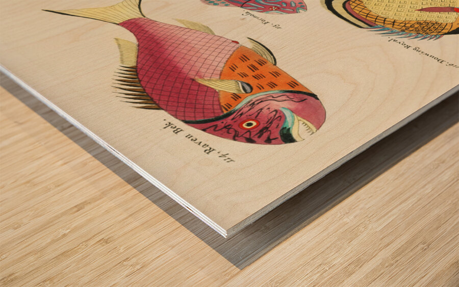 Colourful and surreal illustrations of fishes found in Moluccas Indonesia and the East Indies by Louis Renard 1678 -1746 from Histoire naturelle des plus rares curiositez de la mer des Indes 1754. Wood print