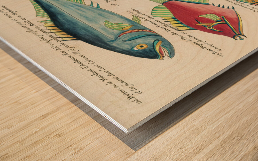 Colourful and surreal illustrations of fishes found in Moluccas Indonesia and the East Indies by Louis Renard 1678 -1746 from Histoire naturelle des plus rares curiositez de la mer des Indes 1754. Impression sur bois