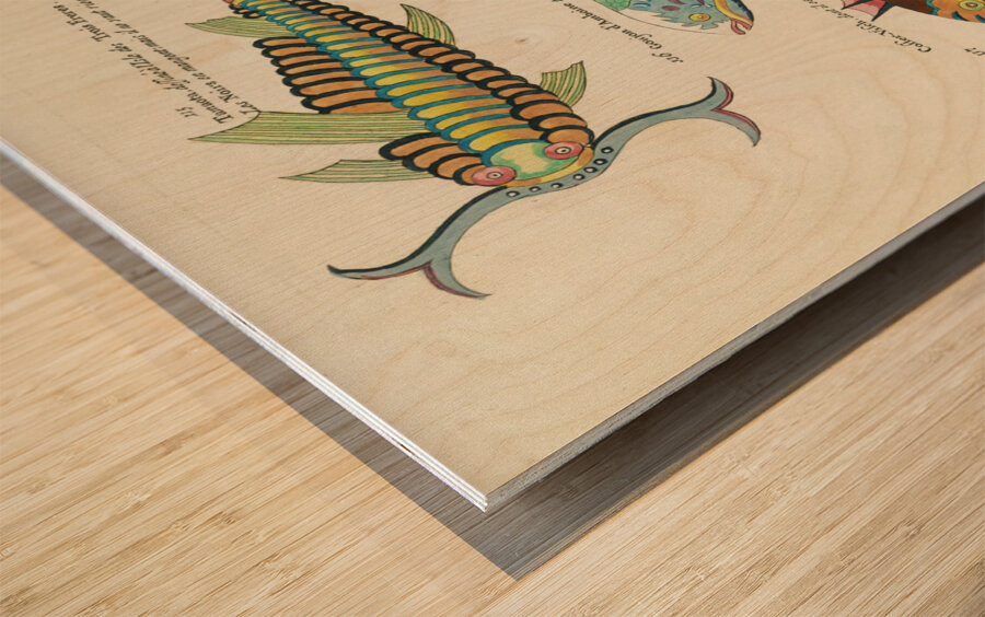 Colourful and surreal illustrations of fishes and other marine life found in Moluccas Indonesia and the East Indies by Louis Renard 1678 -1746 from Histoire naturelle des plus rares curiositez de la mer des Indes 1754. Wood print