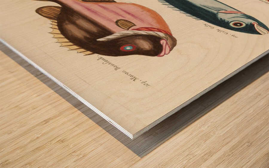 Colourful and surreal illustrations of fishes found in Moluccas Indonesia and the East Indies by Louis Renard 1678 -1746 from Histoire naturelle des plus rares curiositez de la mer des Indes 1754. Impression sur bois