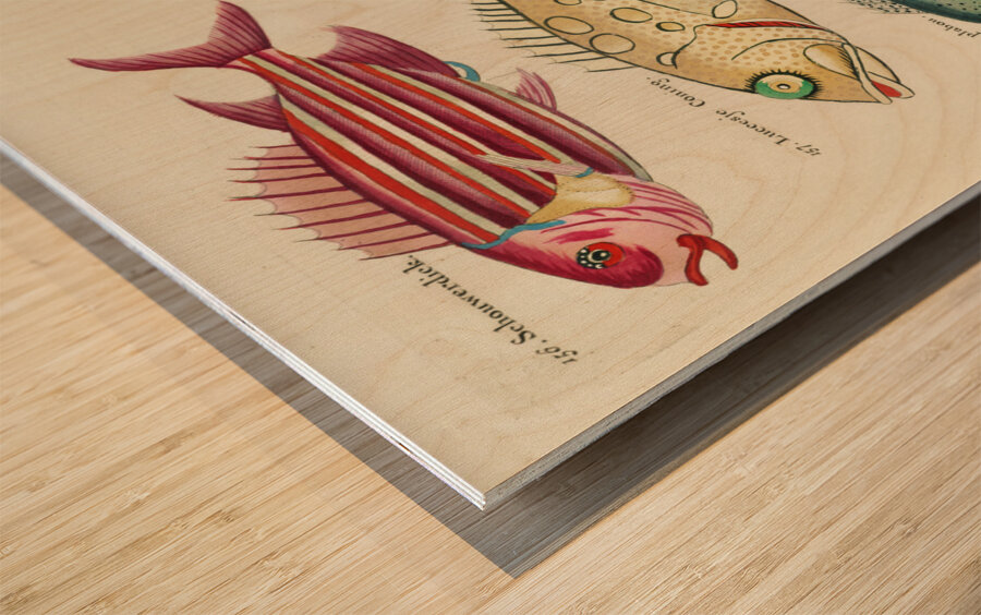 Colourful and surreal illustrations of fishes found in Moluccas Indonesia and the East Indies by Louis Renard 1678 -1746 from Histoire naturelle des plus rares curiositez de la mer des Indes 1754. Wood print