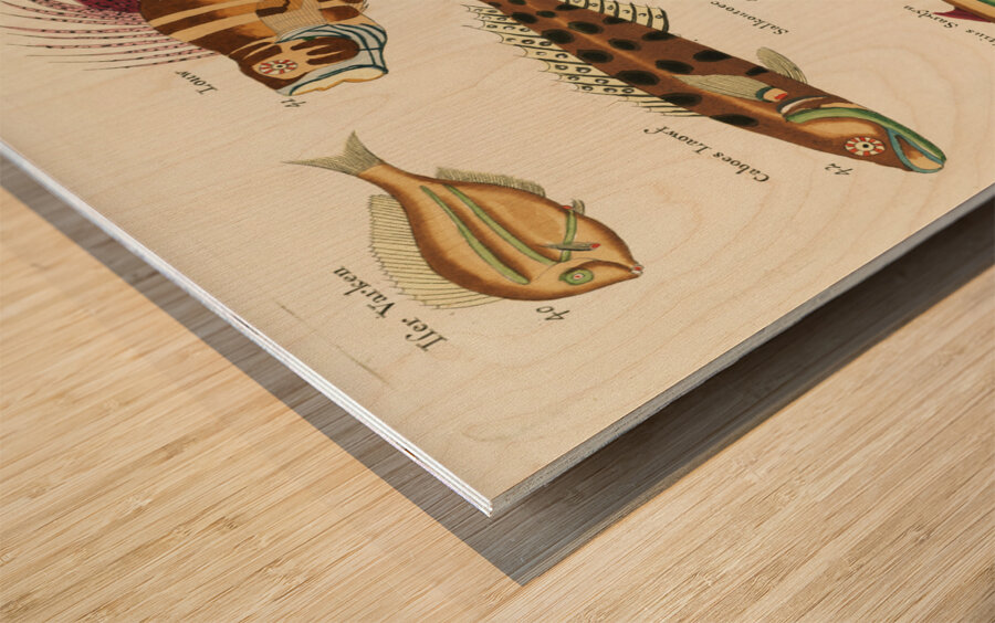 Colourful and surreal illustrations of fishes found in Moluccas Indonesia and the East Indies by Louis Renard 1678 -1746 from Histoire naturelle des plus rares curiositez de la mer des Indes 1754. Wood print