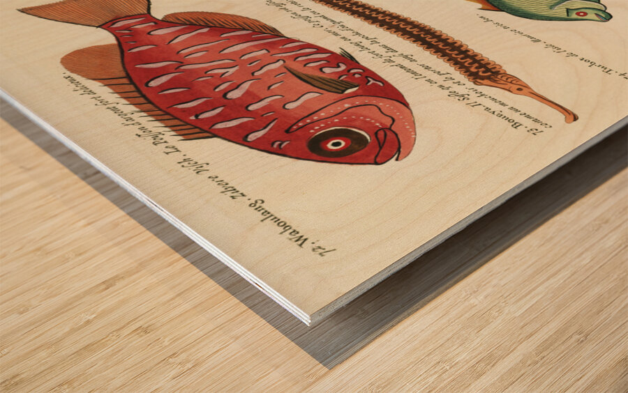 Colourful and surreal illustrations of fishes found in Moluccas Indonesia and the East Indies by Louis Renard 1678 -1746 from Histoire naturelle des plus rares curiositez de la mer des Indes 1754. Wood print