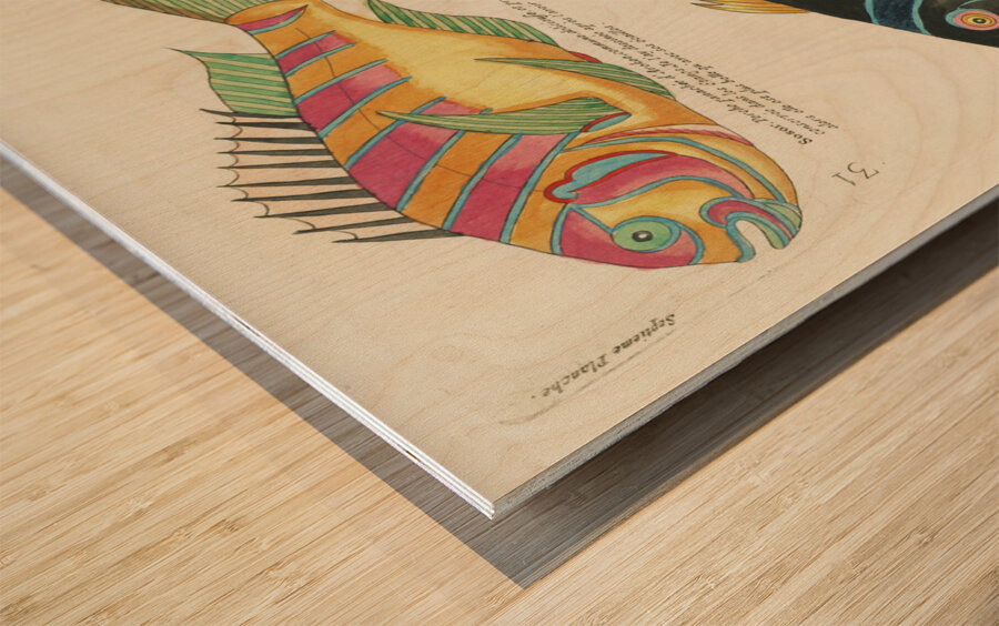 Colourful and surreal illustrations of fishes found in Moluccas Indonesia and the East Indies by Louis Renard 1678 -1746 from Histoire naturelle des plus rares curiositez de la mer des Indes 1754. Wood print