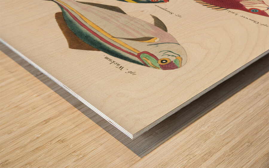 Colourful and surreal illustrations of fishes found in Moluccas Indonesia and the East Indies by Louis Renard 1678 -1746 from Histoire naturelle des plus rares curiositez de la mer des Indes 1754. Wood print