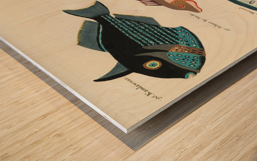 Colourful and surreal illustrations of fishes found in Moluccas Indonesia and the East Indies by Louis Renard 1678 -1746 from Histoire naturelle des plus rares curiositez de la mer des Indes 1754. Wood print