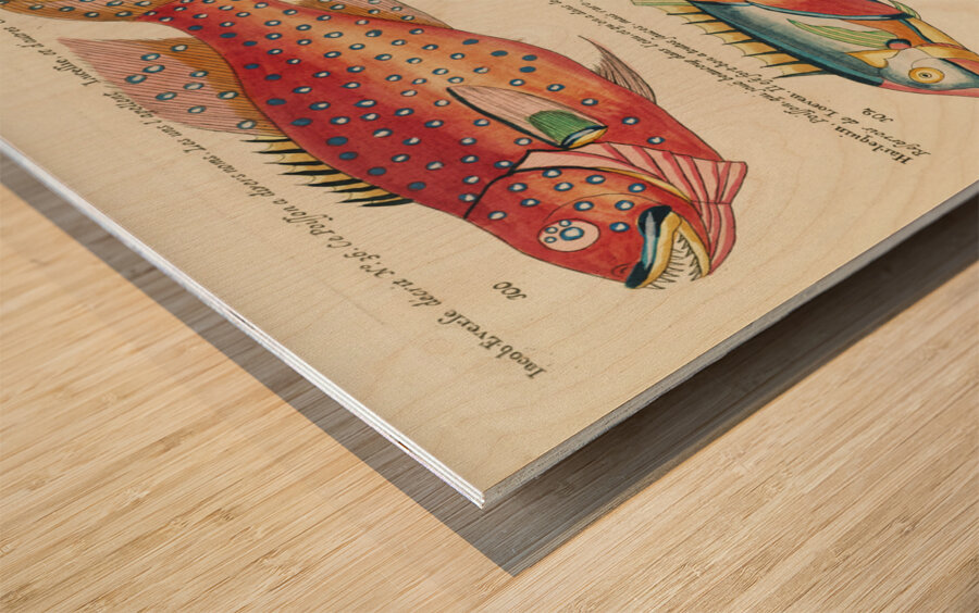 Colourful and surreal illustrations of fishes found in Moluccas Indonesia and the East Indies by Louis Renard 1678 -1746 from Histoire naturelle des plus rares curiositez de la mer des Indes 1754. Wood print