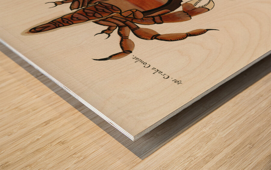 Colourful and surreal illustrations of crabs found in Moluccas Indonesia and the East Indies by Louis Renard 1678 -1746 from Histoire naturelle des plus rares curiositez de la mer des Indes 1754. Wood print