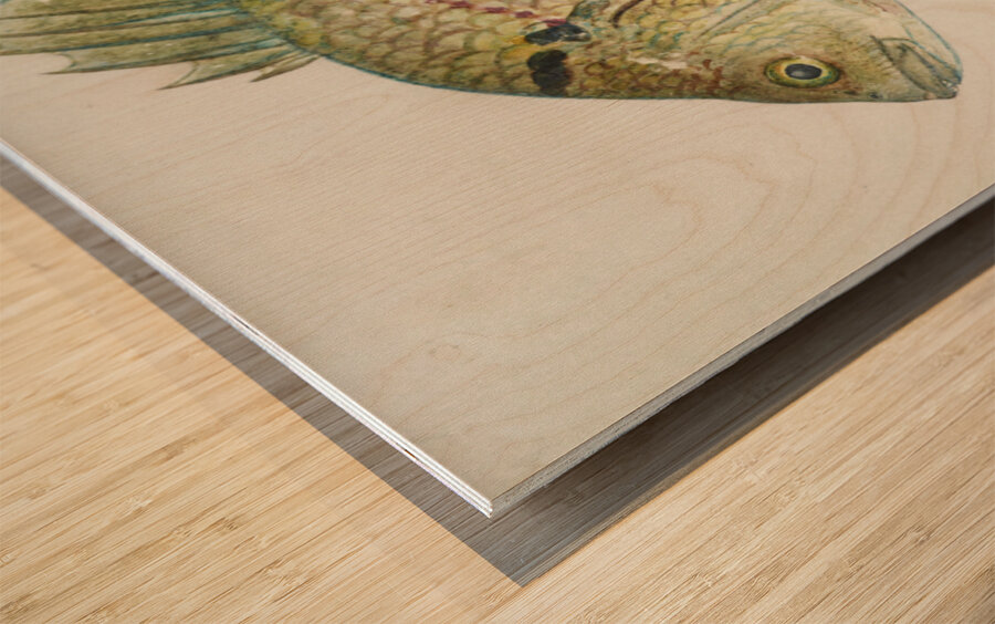 Antique fish acanthopagrus butcheri black bream South Pacific Fishes by Frank Edward Clarke 1849-1899.  Wood print