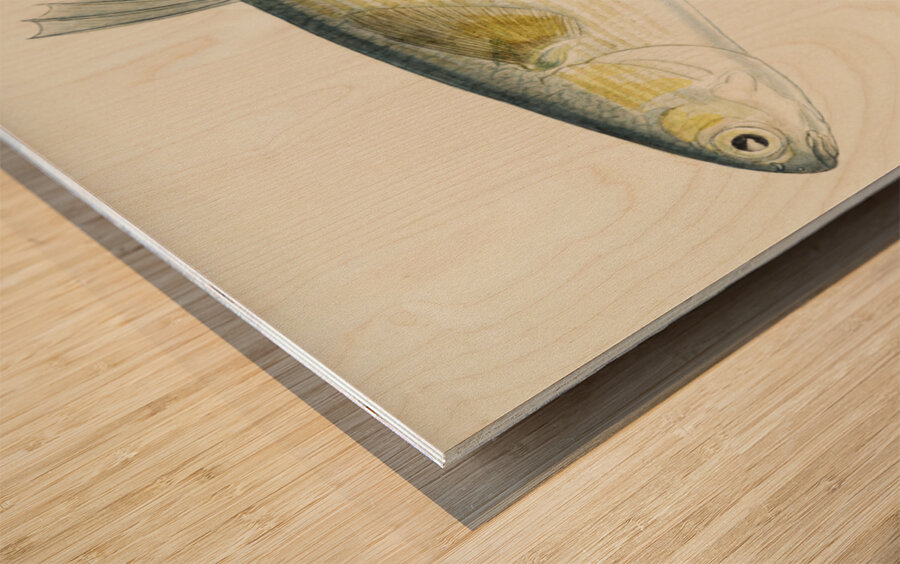 Antique fish myxus elongatus sand mullet South Pacific Fishes by Frank Edward Clarke 1849-1899.  Wood print