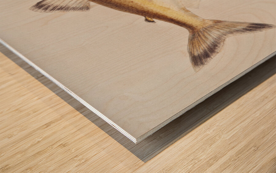 Antique fish prototroctes maraena australian grayling South Pacific Fishes by Frank Edward Clarke 1849-1899.  Wood print