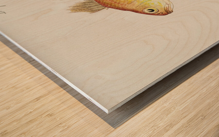 Antique fish vincentia conspera southern cardinalfish South Pacific Fishes by Frank Edward Clarke 1849-1899.  Wood print