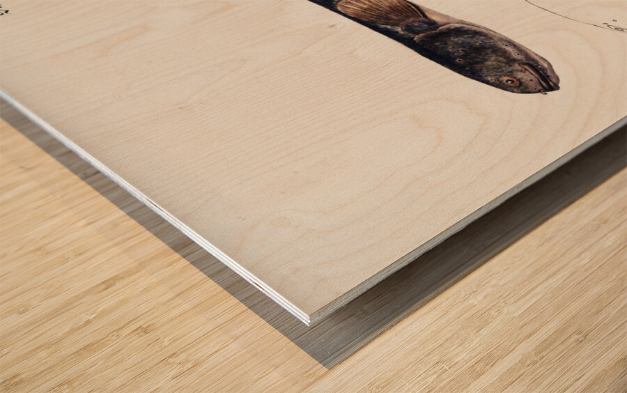 Antique fish Neochanna apoda apoda South Pacific Fishes by Frank Edward Clarke 1849-1899.  Wood print