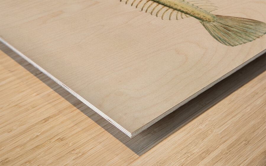 Antique fish crapatulus novaezealandiae sand stargazer South Pacific Fishes by Frank Edward Clarke 1849-1899.  Wood print