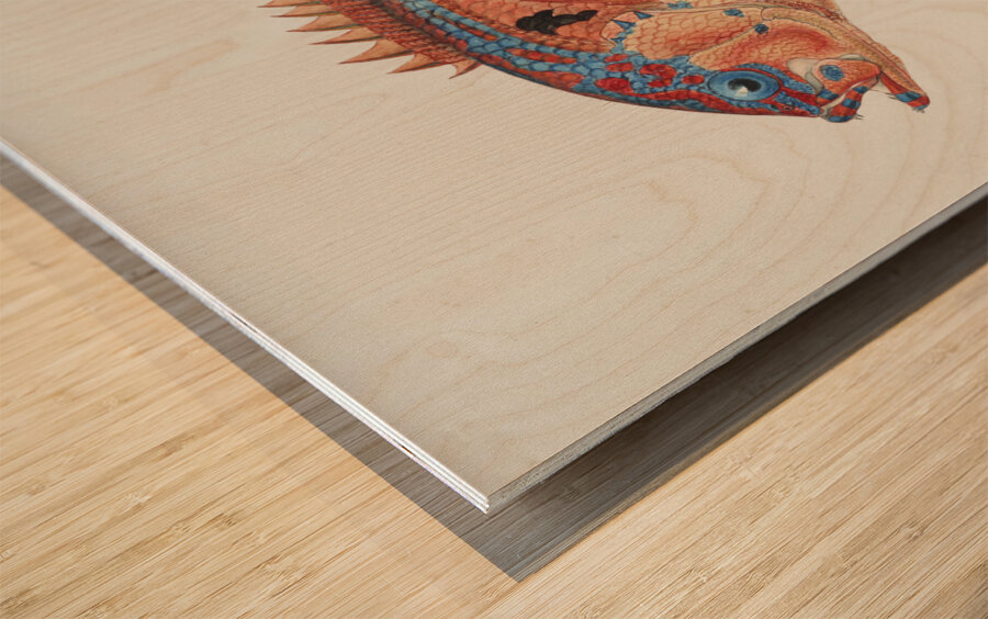 Antique fish caesioperca rasor sea perch South Pacific Fishes by Frank Edward Clarke 1849-1899.  Wood print