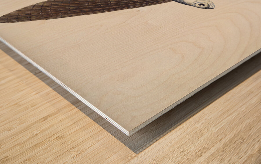 Antique Flyfish South Pacific Fishes by Frank Edward Clarke 1849-1899.  Wood print