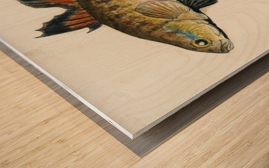 Antique Flyfish South Pacific Fishes by Frank Edward Clarke 1849-1899.  Wood print