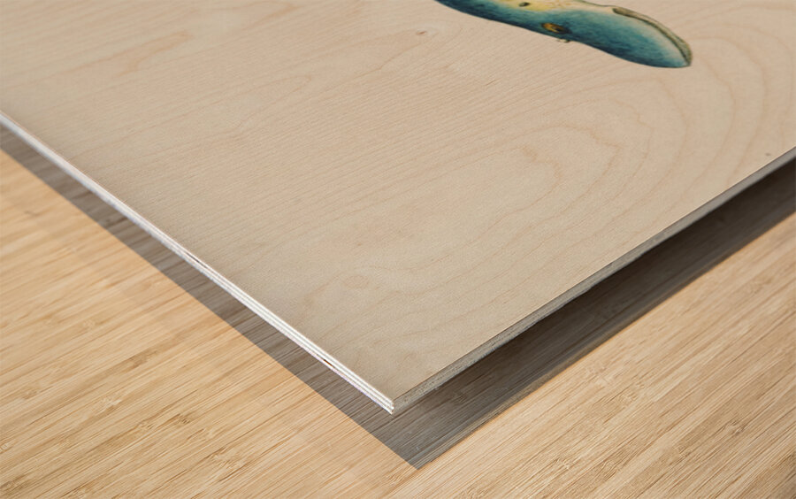 Antique fish geotria australis fresh water lamprey South Pacific Fishes by Frank Edward Clarke 1849-1899.  Wood print