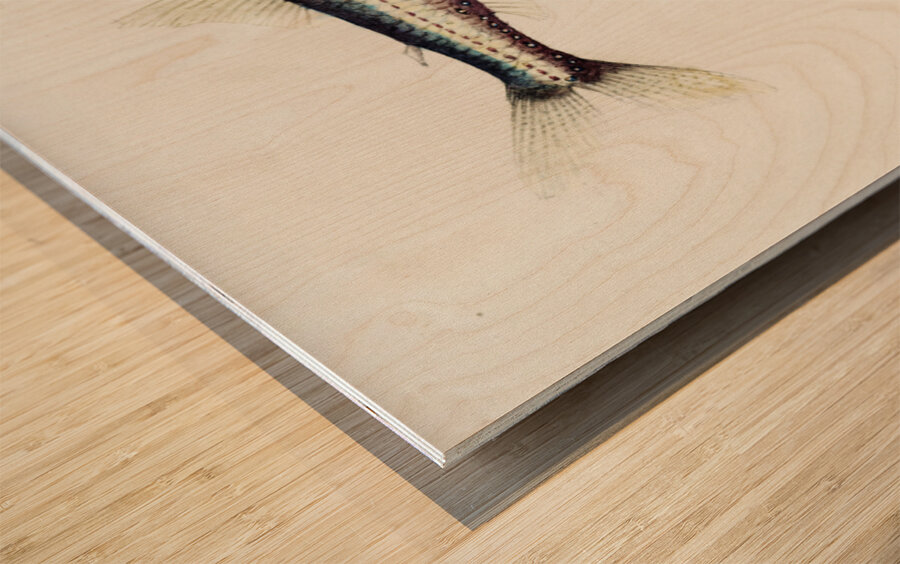 Antique fish Maurolicus muelleri South Pacific Fishes by Frank Edward Clarke 1849-1899.  Wood print