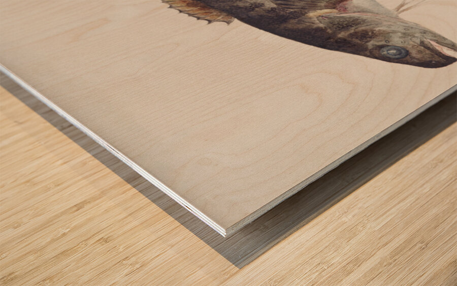 Antique fish bladefish possibly freshwater specimen South Pacific Fishes by Frank Edward Clarke 1849-1899.  Wood print