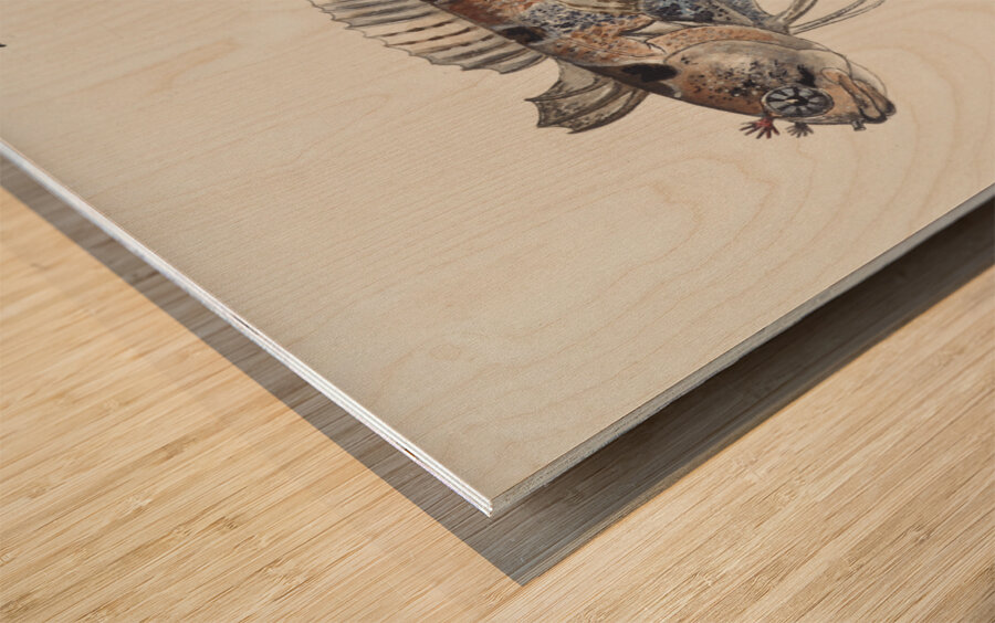 Antique fish possibly heteroclinus sp weedfish South Pacific Fishes by Frank Edward Clarke 1849-1899.  Wood print