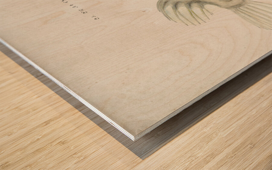 Antique Prickly anglerfish South Pacific Fishes by Frank Edward Clarke 1849-1899.  Wood print