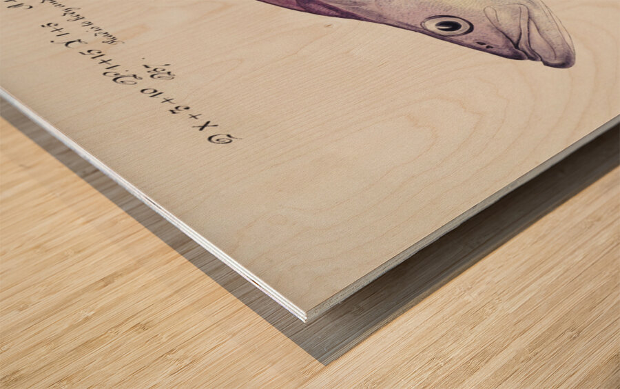 Antique fish Groper South Pacific Fishes by Frank Edward Clarke 1849-1899.  Wood print