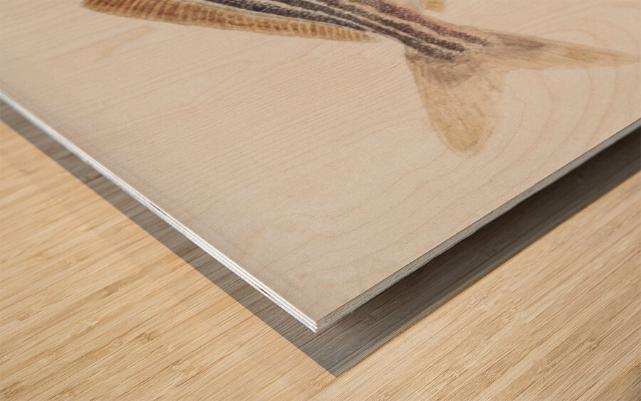 Antique fish latris lineata common trumpeter South Pacific Fishes by Frank Edward Clarke 1849-1899.  Wood print