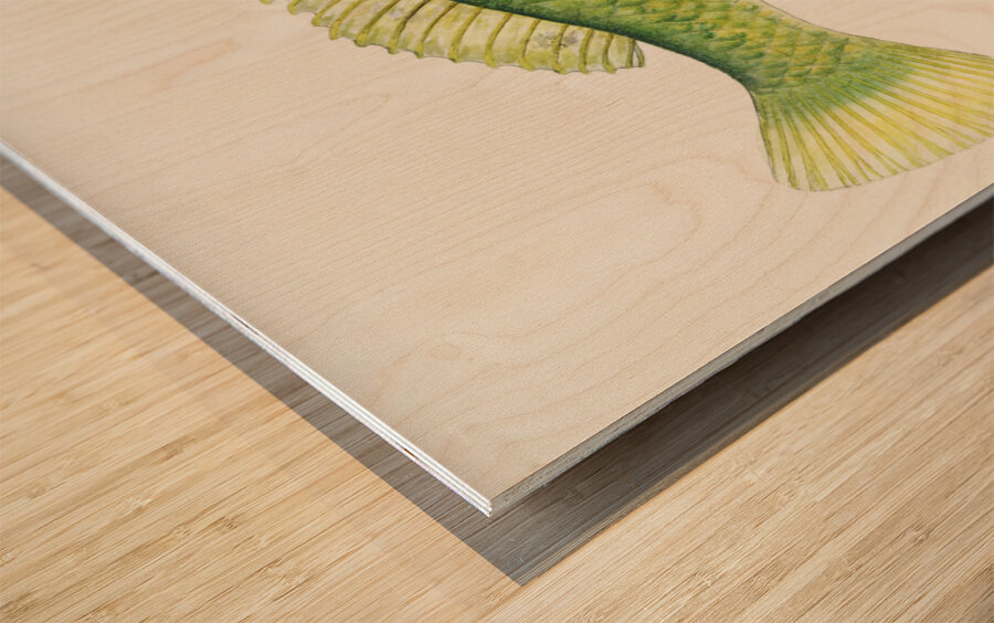 Antique fish Wrasse South Pacific Fishes by Frank Edward Clarke 1849-1899.  Wood print