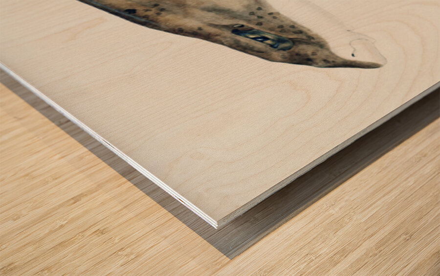 Antique fish Carpet Shark South Pacific Fishes by Frank Edward Clarke 1849-1899.  Wood print