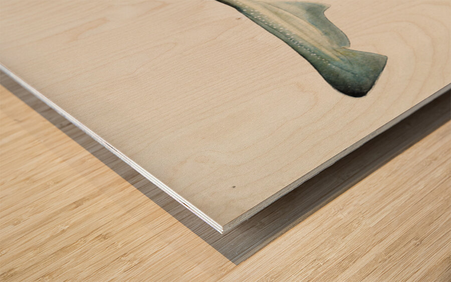 Antique fish Mustelus Antarcticus shark South Pacific Fishes by Frank Edward Clarke 1849-1899.  Wood print