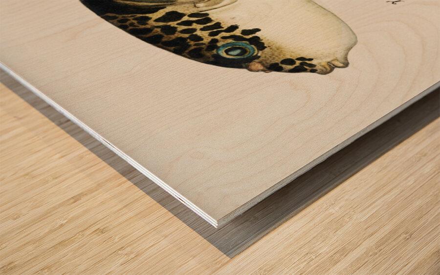 Antique fish Pufferfish South Pacific Fishes by Frank Edward Clarke 1849-1899.  Wood print