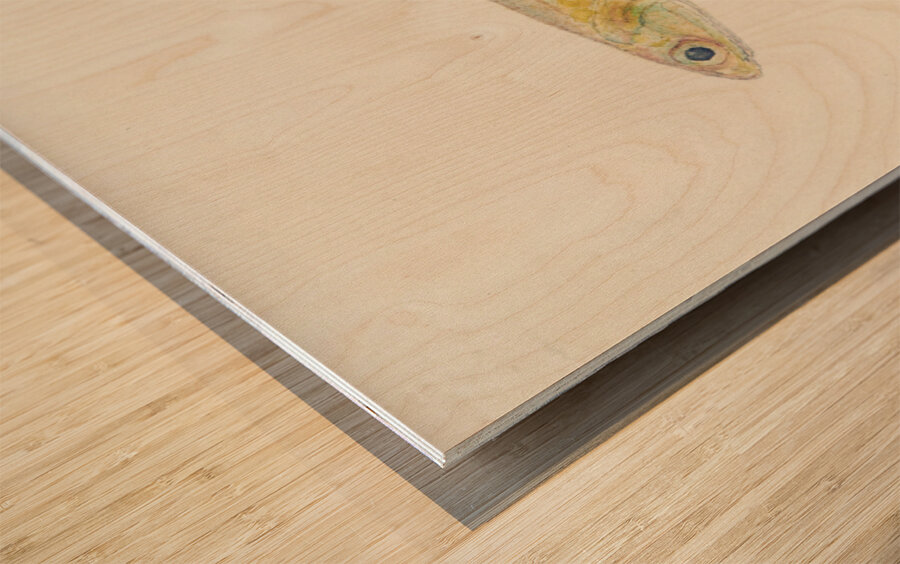 Antique fish engraulis australis anchovy South Pacific Fishes by Frank Edward Clarke 1849-1899.  Wood print