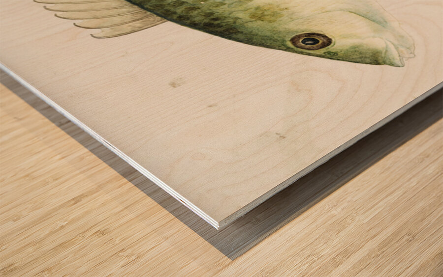 Antique fish Wrasse South Pacific Fishes by Frank Edward Clarke 1849-1899.  Wood print