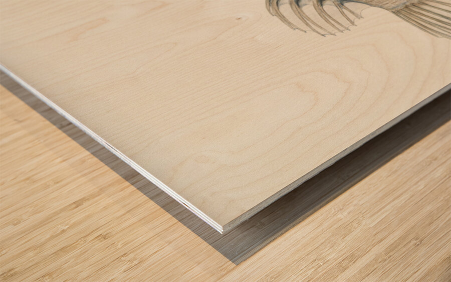 Antique Prickly anglerfish South Pacific Fishes by Frank Edward Clarke 1849-1899.  Wood print