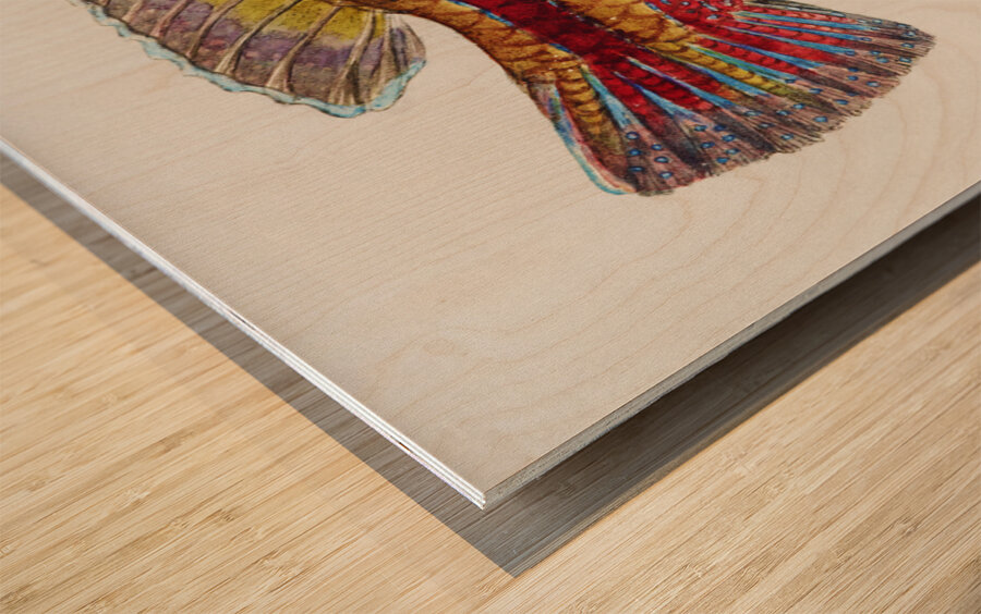 Antique Prickly anglerfish South Pacific Fishes by Frank Edward Clarke 1849-1899.  Wood print