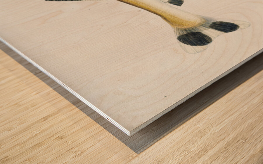 Antique fish gonorynchus fosteri sand fish South Pacific Fishes by Frank Edward Clarke 1849-1899.  Wood print