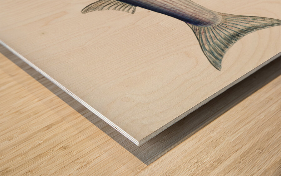 Antique fish Flathead grey mullet South Pacific Fishes by Frank Edward Clarke 1849-1899.  Wood print