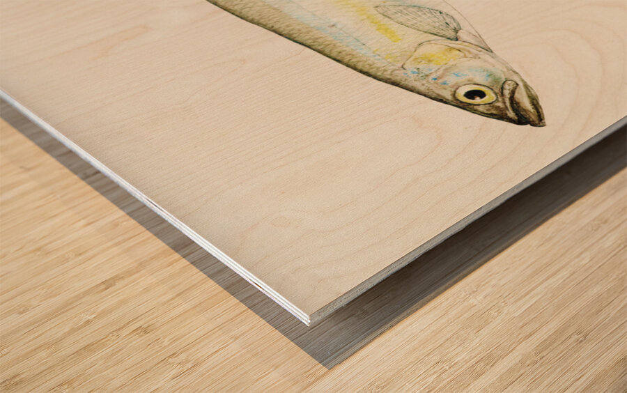 Antique fish Retropinna Retropinna South Pacific Fishes by Frank Edward Clarke 1849-1899.  Wood print