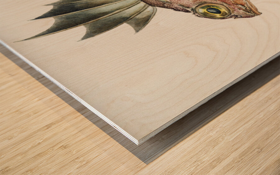 Antique fish neosebastes scorpaenoides ruddy gurnard perch South Pacific Fishes by Frank Edward Clarke 1849-1899.  Wood print